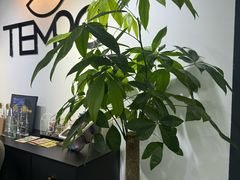 -TEMPO 音乐(五角场店)