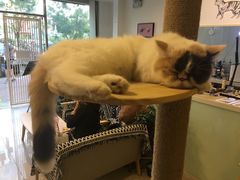 -平行世界·猫咖(首经贸店)