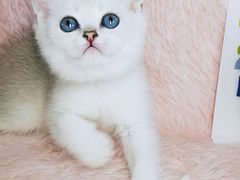 -十年猫舍·猫咪专门店(普陀店)