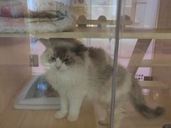 -爪爪喵星球·猫舍(前海卓越店)