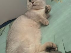 -屋虎猫馆(宝安大仟里店)