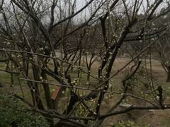 -香雪海