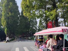 -黄海国家森林公园