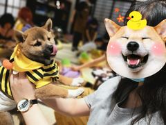 -逗柴咖啡屋·狗咖猫咖宠物桌游