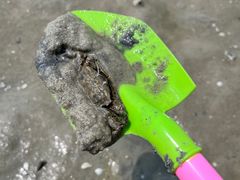 -红树林天天赶海