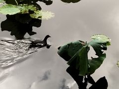 -MAP CHA普洱茶馆(翠湖店)