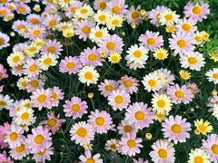 -溪岸路花鸟市场