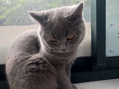 -喵的天空名猫咖啡馆·撸猫·猫舍·用品