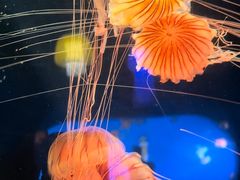 -太平洋海底世界