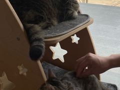 -伟伟宠物医院·瑞派猫友好医院·猫科(光谷店)