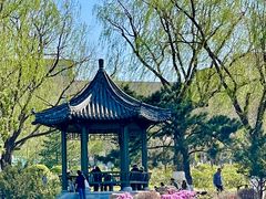 -牡丹园