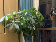 -鹿栖·精油SPA(龙岗爱联店)