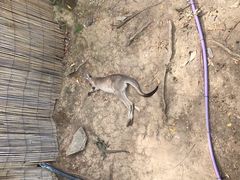 -可伦宾野生动物保护区
