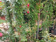 -桂林市花鸟市场