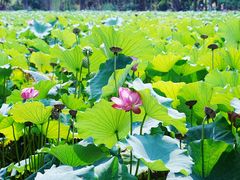 -莲池书院博物馆