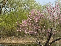 -梁鸿国家湿地公园