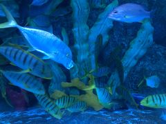 -芜湖新华联大白鲸海洋公园
