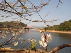 -广州市流溪河国家森林公园