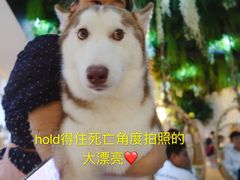 -Husky Go! 哈士奇体验馆·宠物咖啡厅狗咖