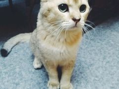 -猫色咖啡·猫咖
