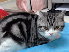 -瑞派·关忠动物医院·猫专科·犬专科(三环新城店)