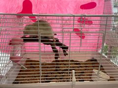 -more than meow吴止猫主题餐厅(承德 中船汇店)