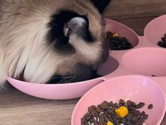 -藏猫猫咖啡主题馆(中央大道店)