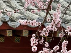 -桃花堤公园