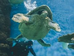 -上海海洋水族馆