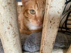 -海边的猫和咖啡馆