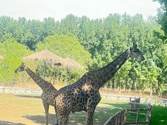 -北京野生动物园