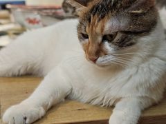 -平行世界·猫咖(首经贸店)