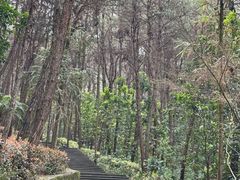 -铁山坪森林公园