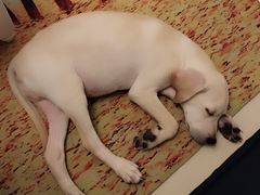 -翊宠yipet猫狗购宠庄园犬舍•猫舍