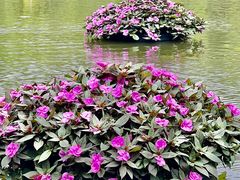-深圳市中科院仙湖植物园