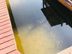 -荷塘月色湿地公园·向阳花洲