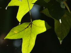 -九龙寨城公园