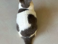 -豆逗聊愈猫阁Easy Life