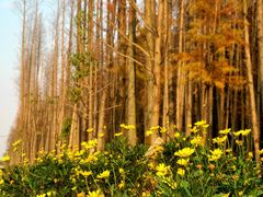 -金山嘴渔村