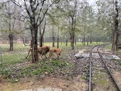 -秦皇岛野生动物园
