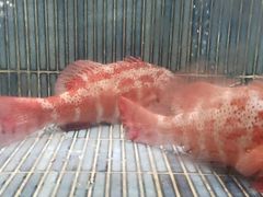 -徐记海鲜(南油永新汇店)