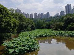 -龙头寺公园