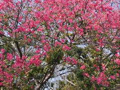 -均和墟历史街区-平和大押