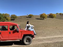 -乌兰布统景区-白桦林