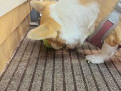 -爱妮康宠物医院·干细胞免疫细胞·肿瘤·心脏(张江店)