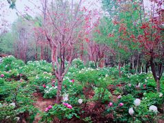 -郑州植物园