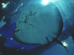 -乐从天佑城海洋馆