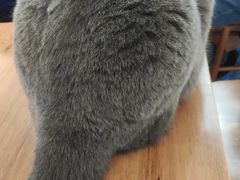 -有猫主题·治愈系猫咖(曾厝垵店)