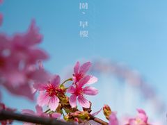 -顾村公园