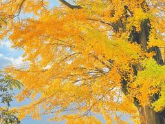 -四明山国家森林公园